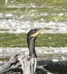Neotropic Cormorant - ML637947793