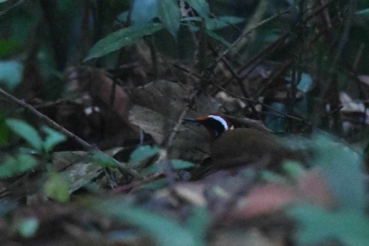 Malaysian Rail-babbler - ML637947797