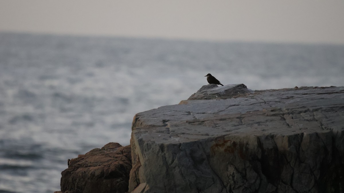 Seaside Cinclodes - ML637947820