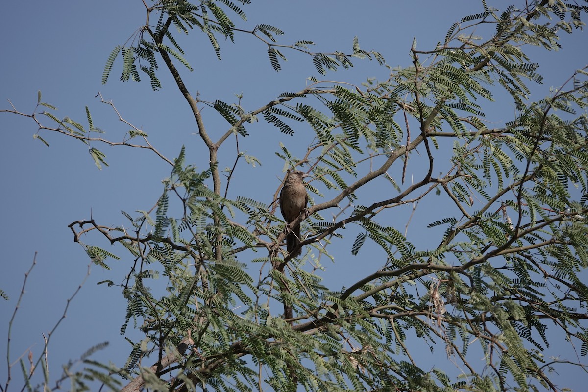Abert's Towhee - ML637947839