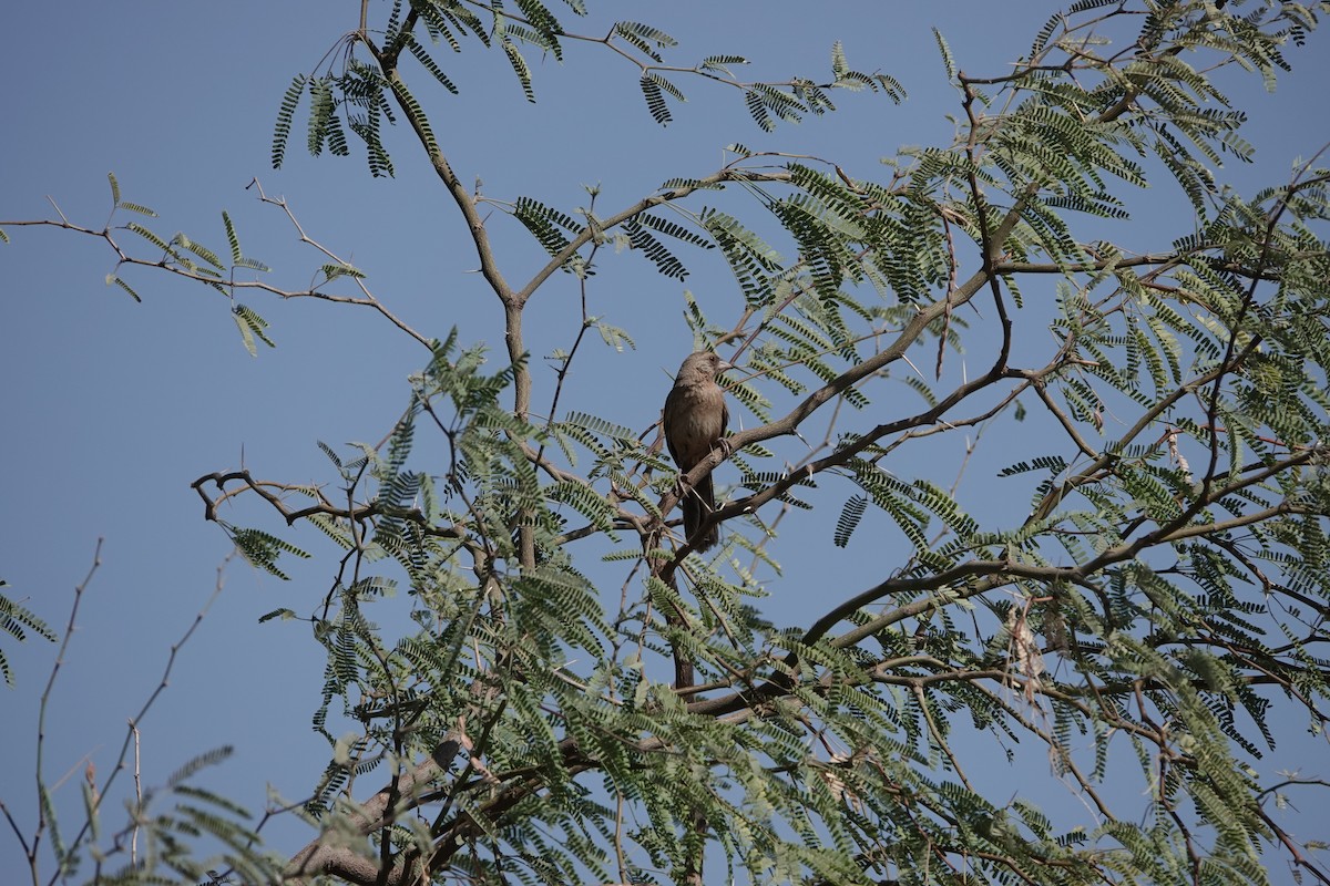 Abert's Towhee - ML637947840
