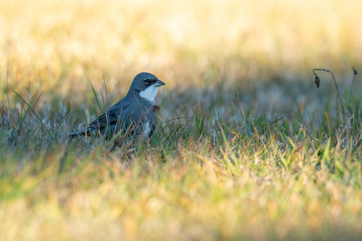 Diuca Finch - ML637947842