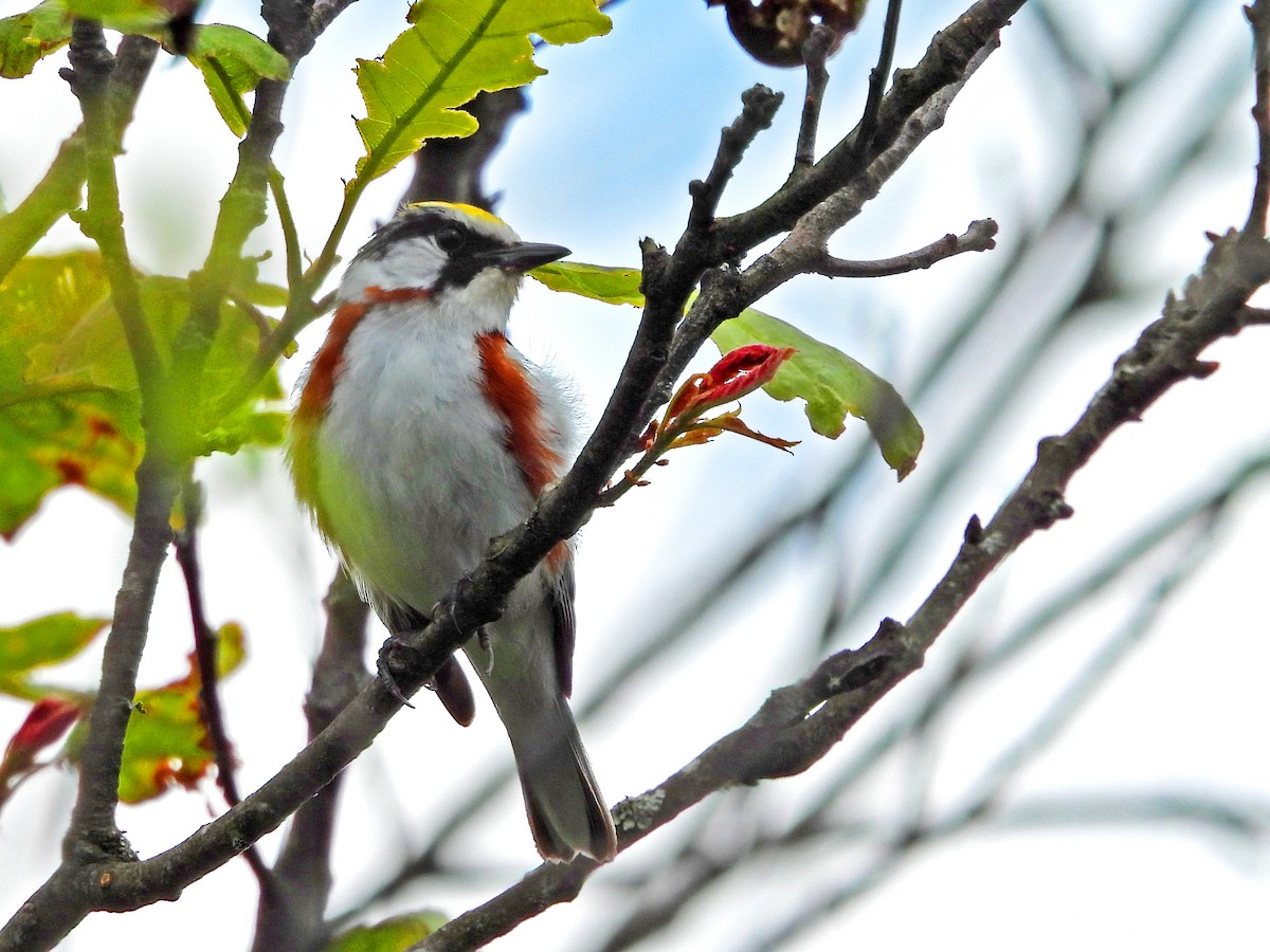 Chestnut-sided Warbler - ML637947865