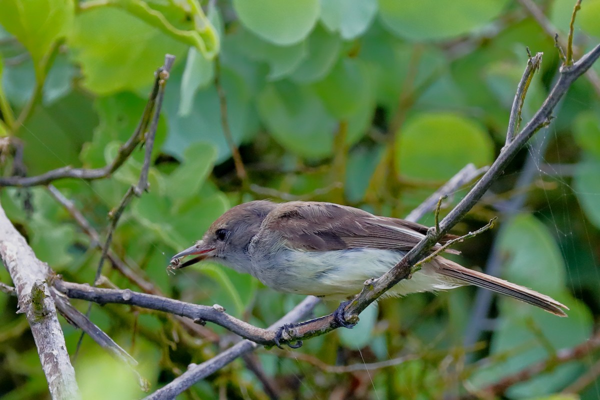 Galapagos Flycatcher - ML637947866