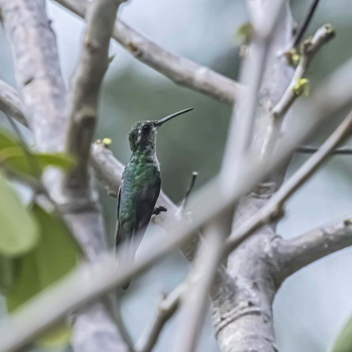 Cuban Emerald - ML637947873