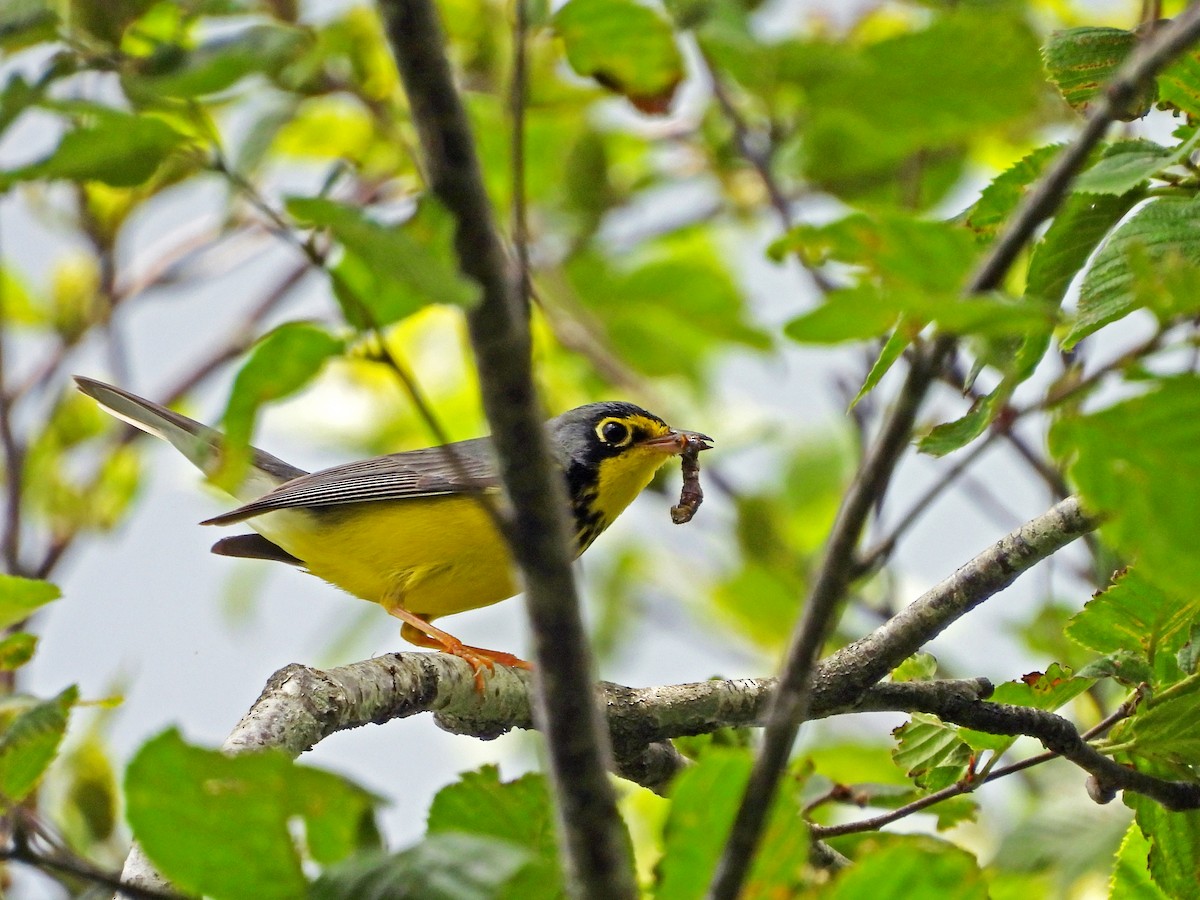 Canada Warbler - ML637947876