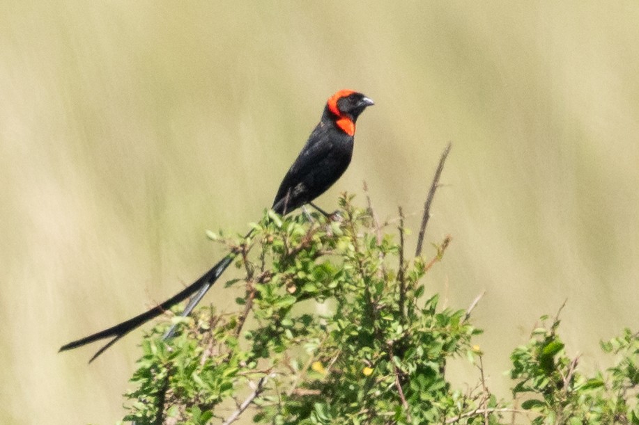 Red-cowled Widowbird - ML637947877