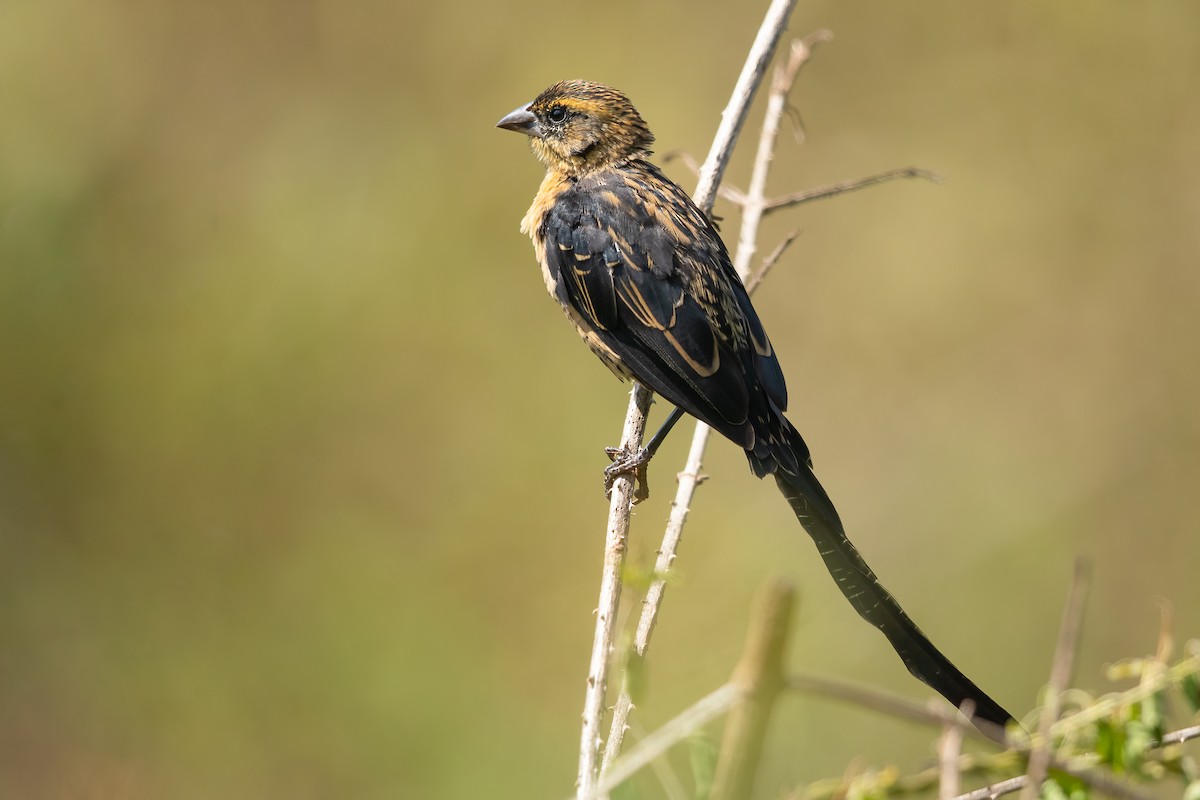 Red-cowled Widowbird - ML637947944