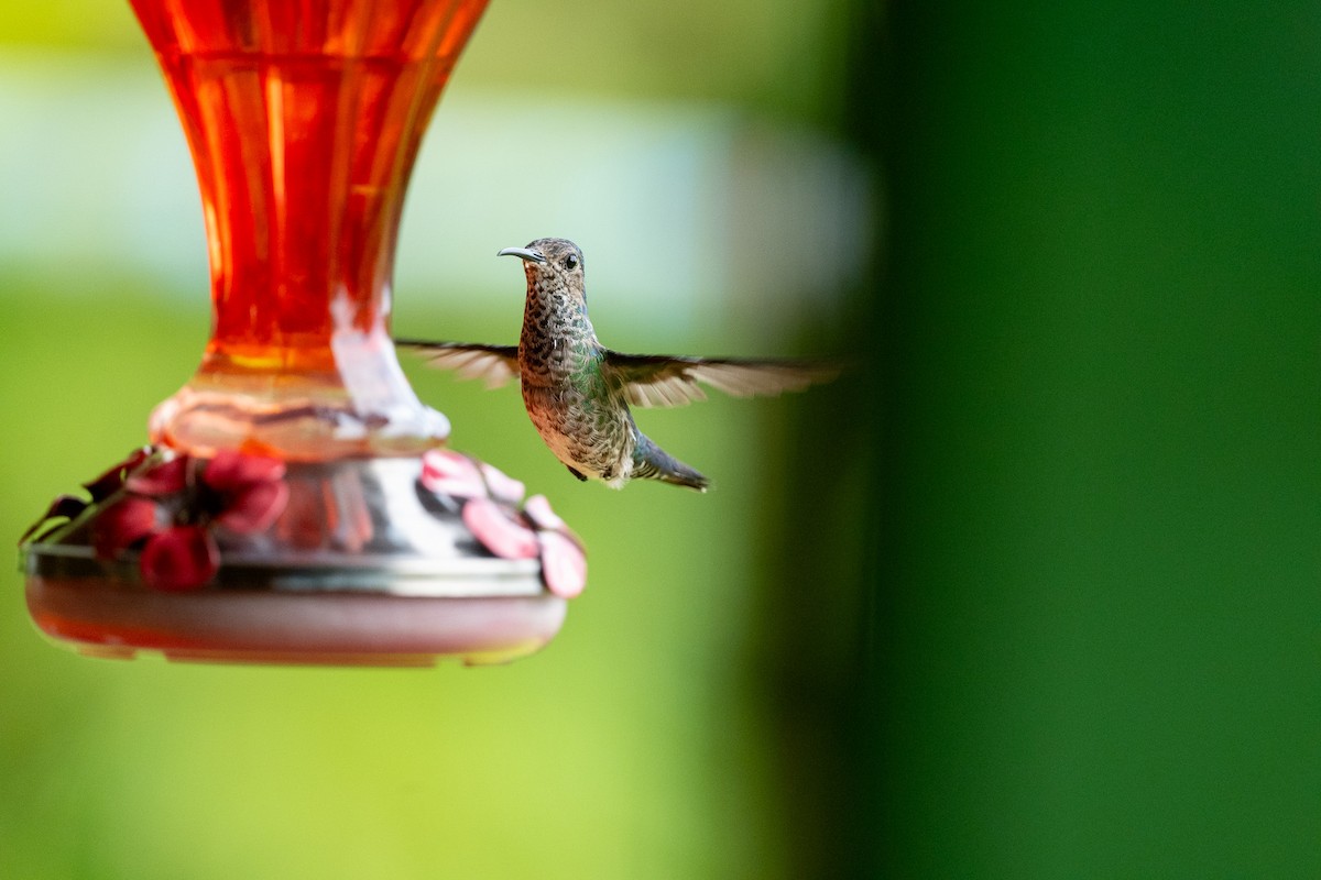 Scaly-breasted Hummingbird - ML637947969