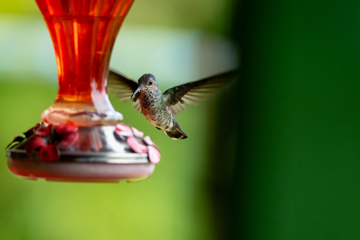 Scaly-breasted Hummingbird - ML637947970