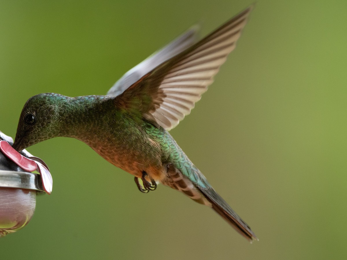 Scaly-breasted Hummingbird - ML637947989