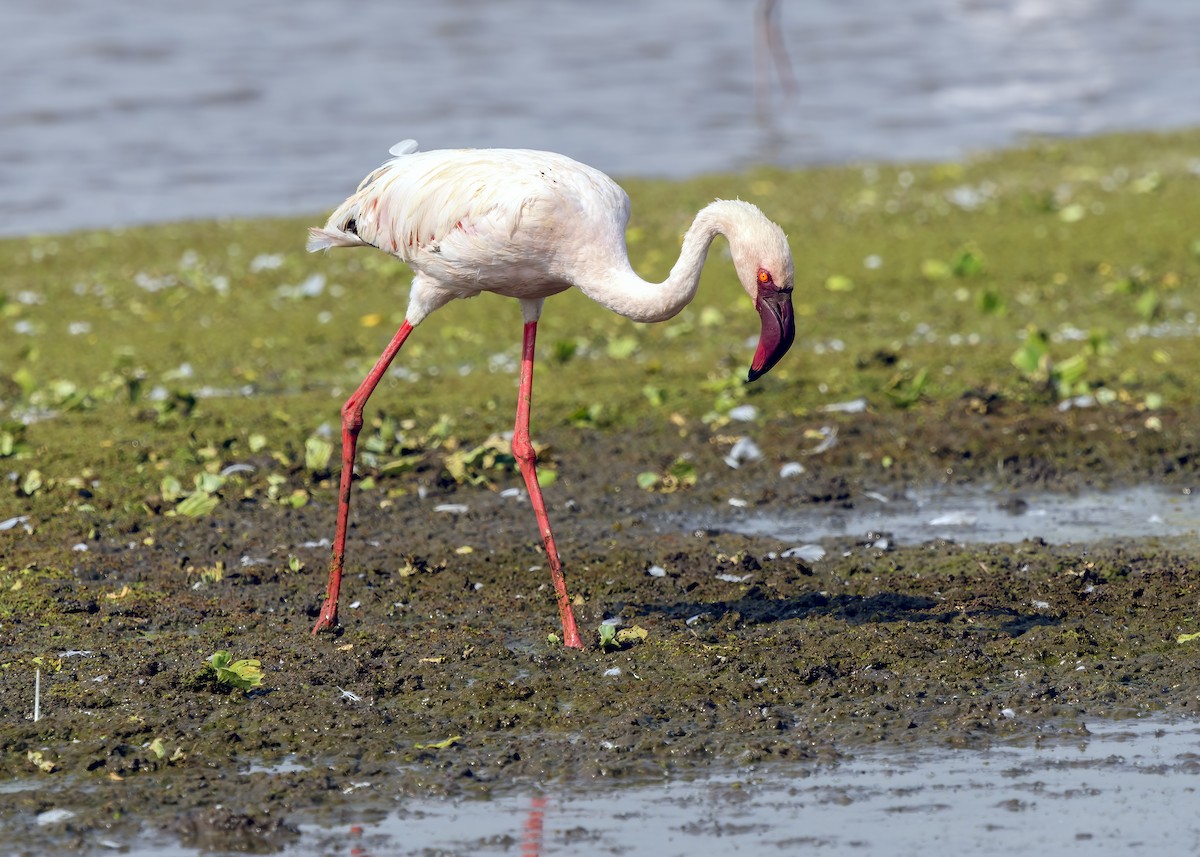 Lesser Flamingo - ML637947999