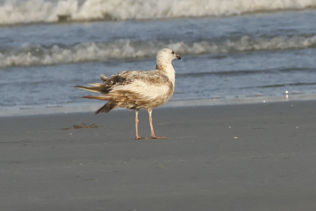 gull sp. - ML637948047