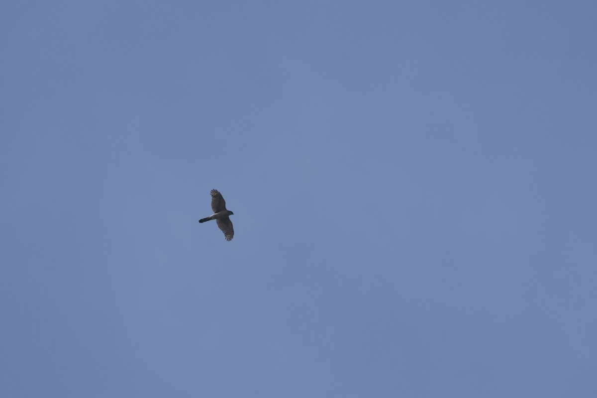 Cooper's Hawk - ML637948070
