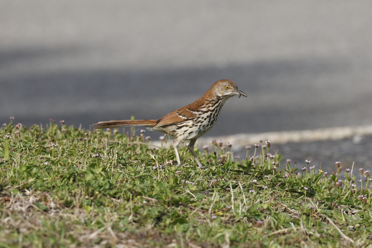 Brown Thrasher - ML637948083