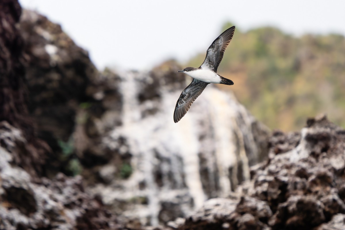 Galapagos Shearwater - ML637948090