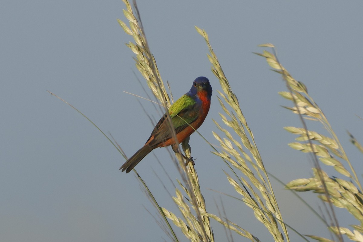 Painted Bunting - ML637948091