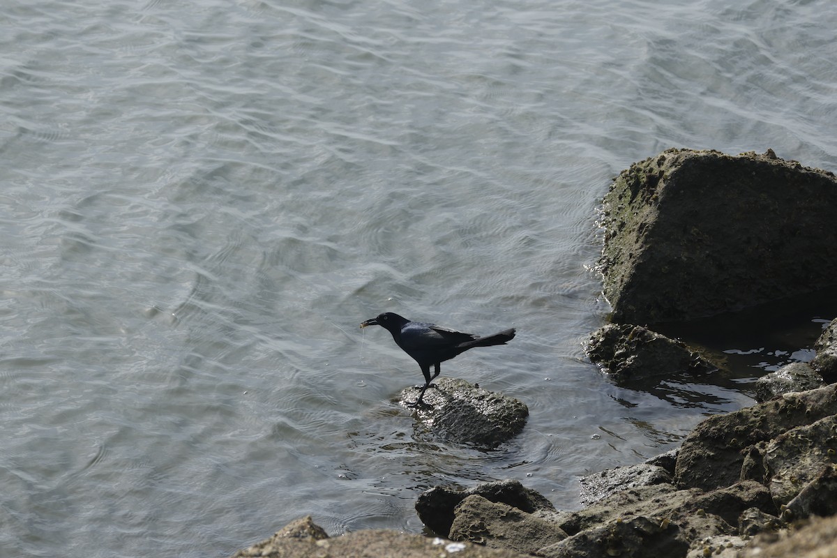 Boat-tailed Grackle - ML637948102
