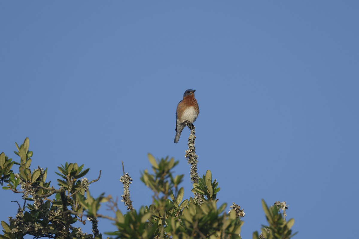 Eastern Bluebird - ML637948115