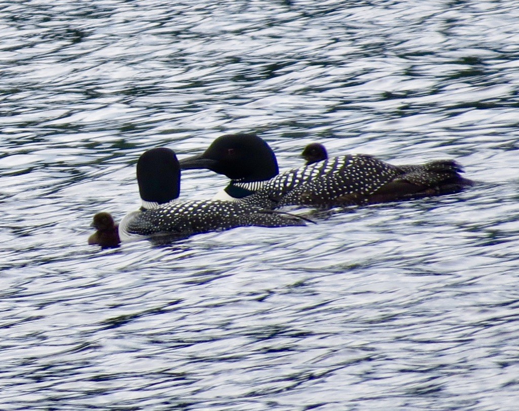 Common Loon - ML637948117