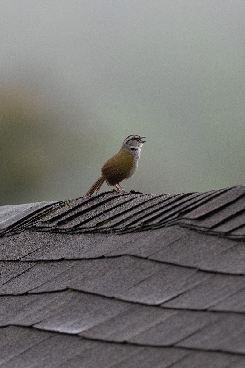 Black-striped Sparrow - ML637948193
