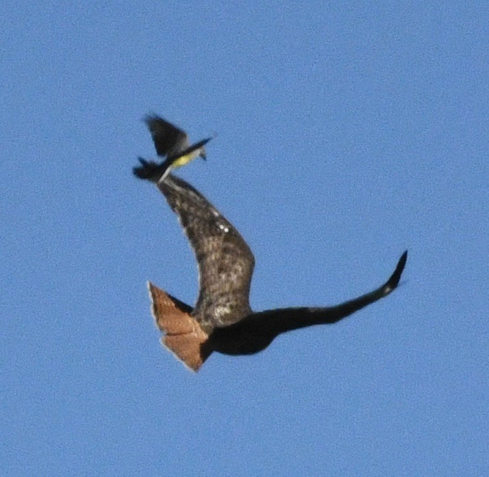 Red-tailed Hawk - ML637948209