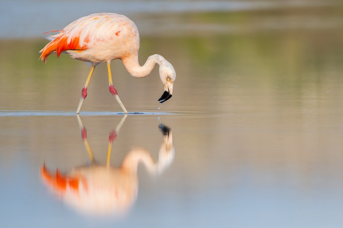 Chilean Flamingo - ML637948218