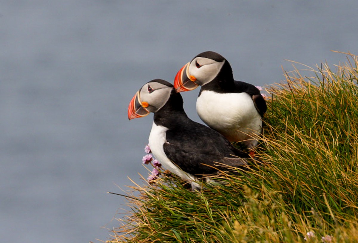 Atlantic Puffin - ML637948233