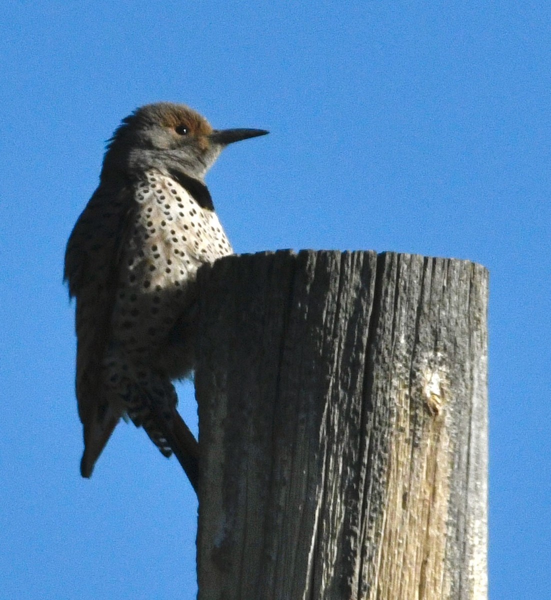 Northern Flicker - ML637948263