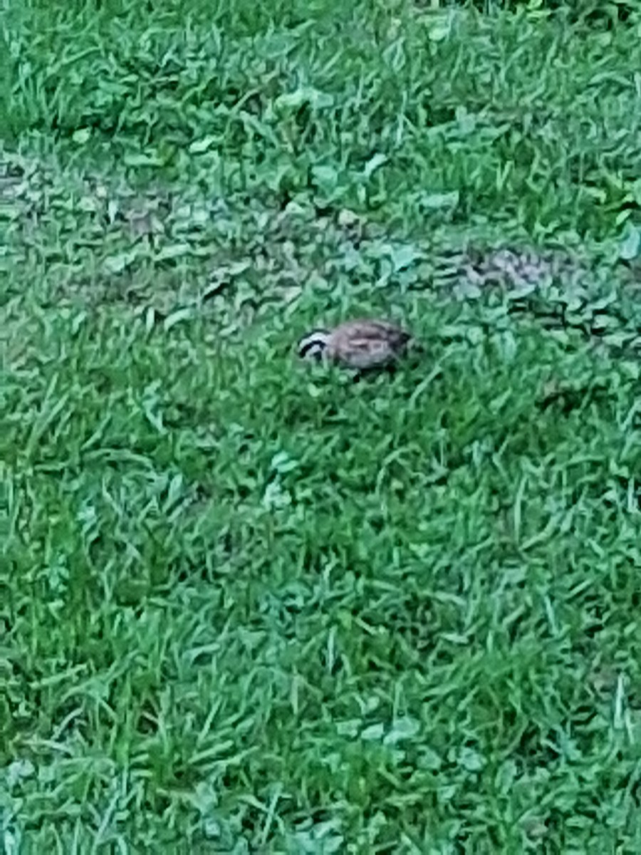 Northern Bobwhite - ML637948265