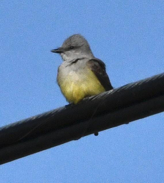 Western Kingbird - ML637948284