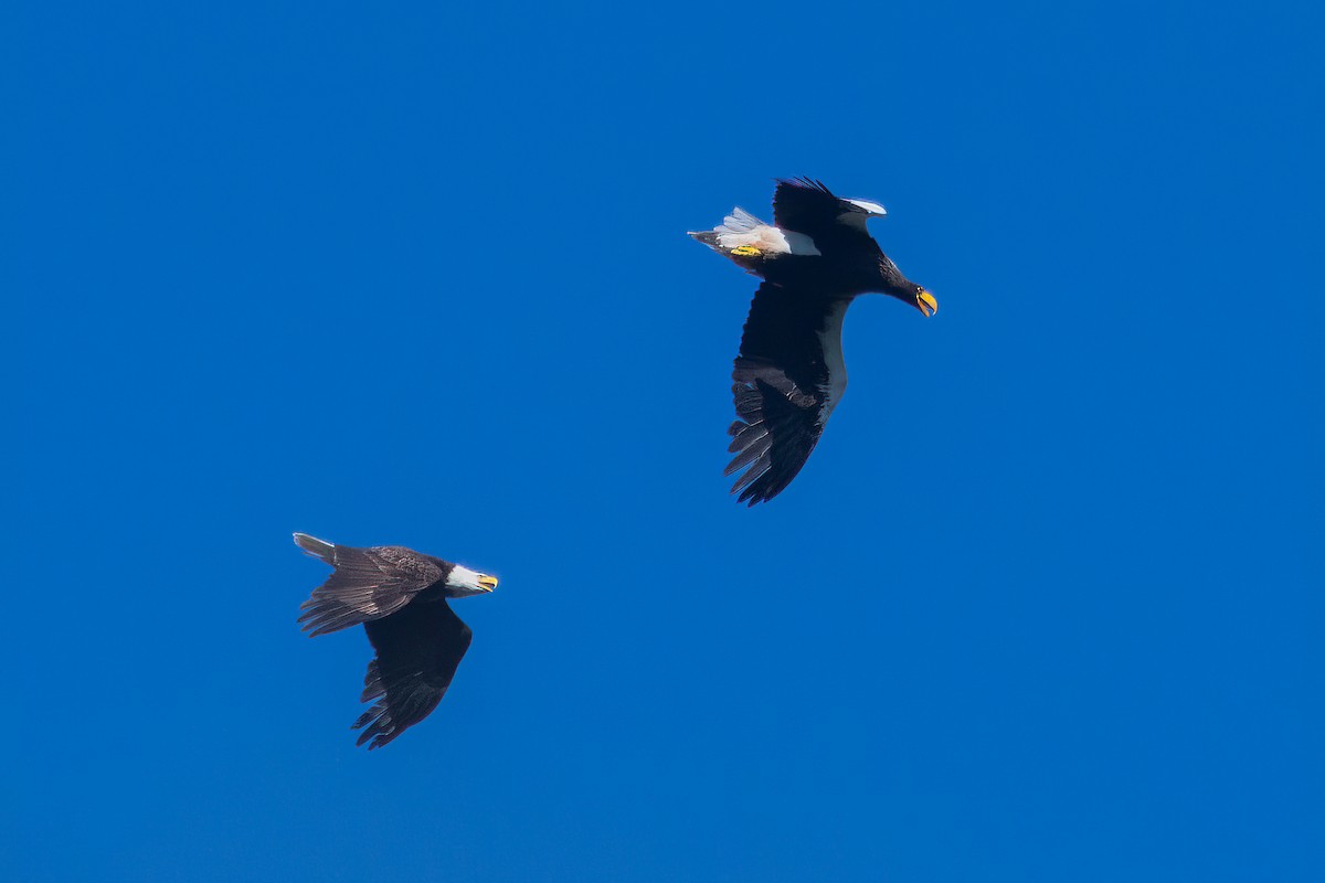 Steller's Sea-Eagle - ML637948305