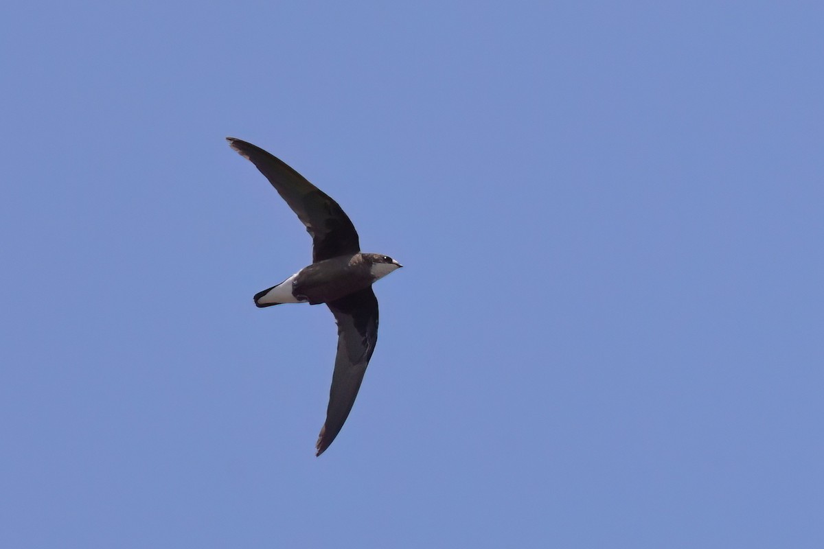 White-throated Needletail - ML637948337