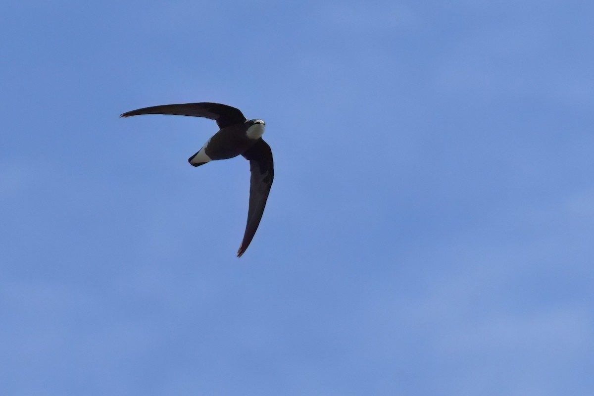 White-throated Needletail - ML637948338