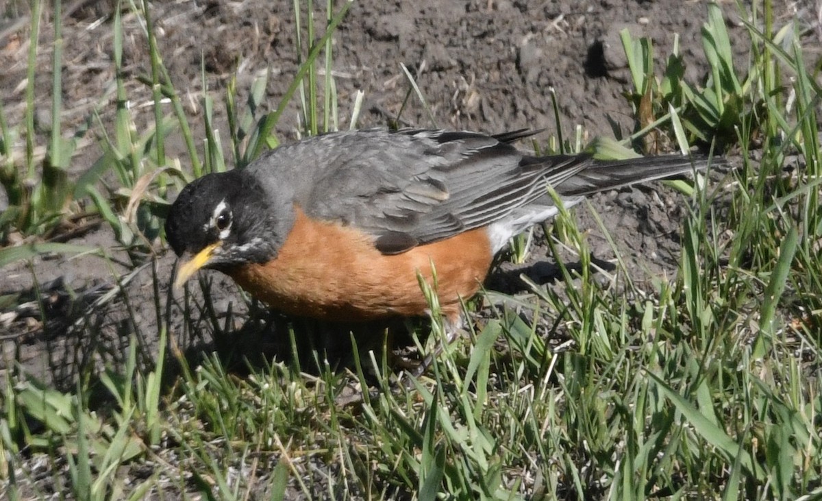 American Robin - ML637948344