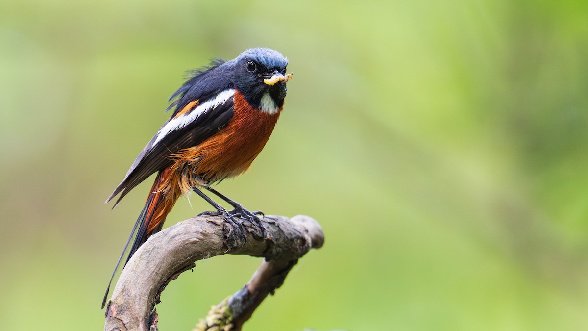 White-throated Redstart - ML637948351
