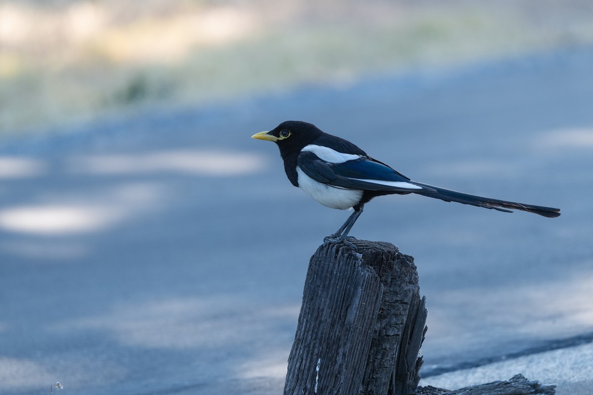 Yellow-billed Magpie - ML637948366
