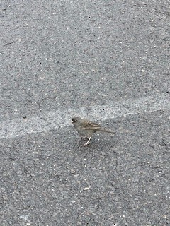 Volcano Junco - ML637948370