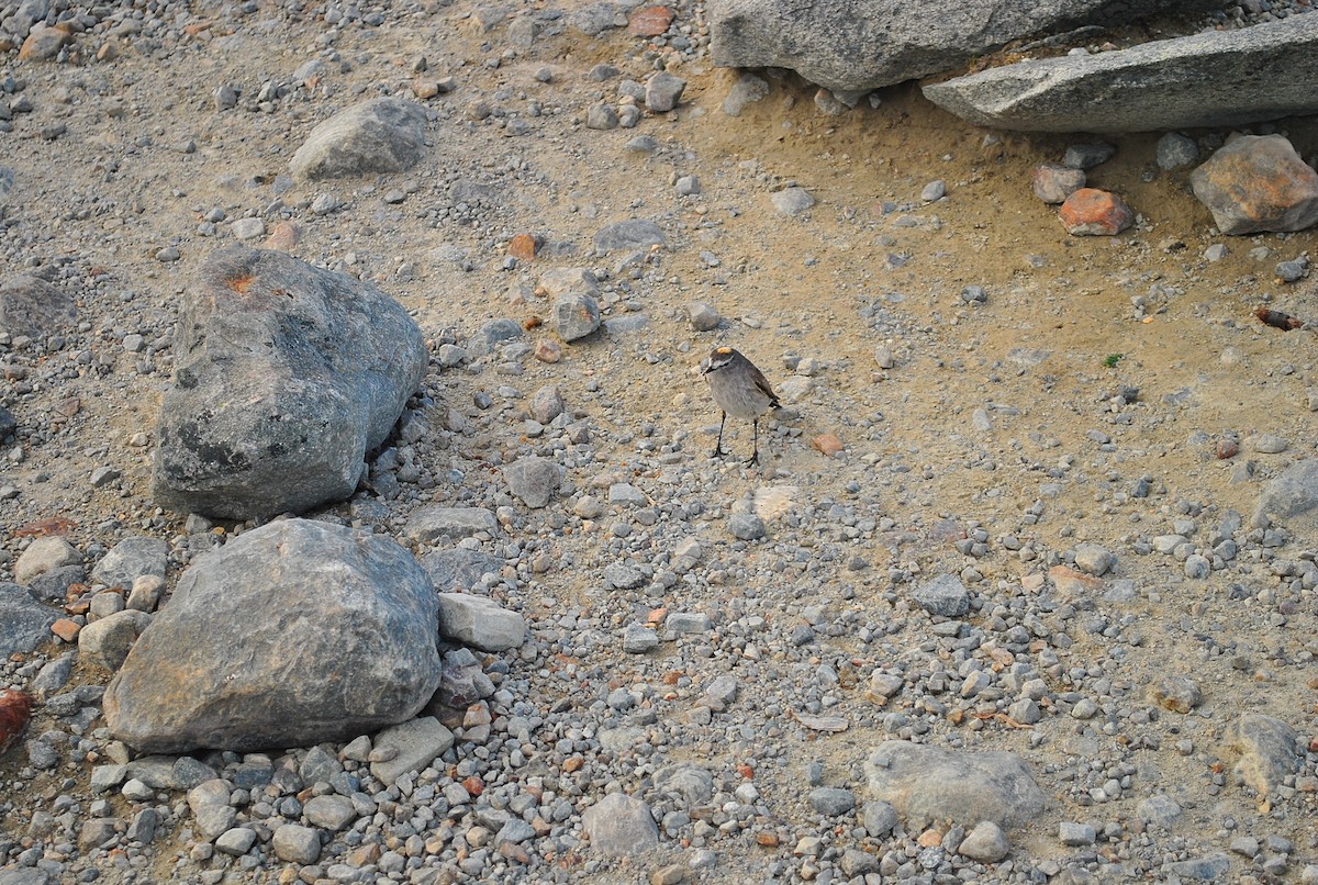Ochre-naped Ground-Tyrant - ML637948388