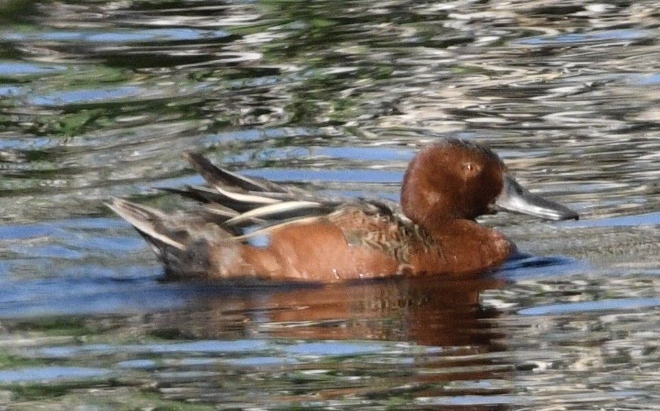 Cinnamon Teal - ML637948442