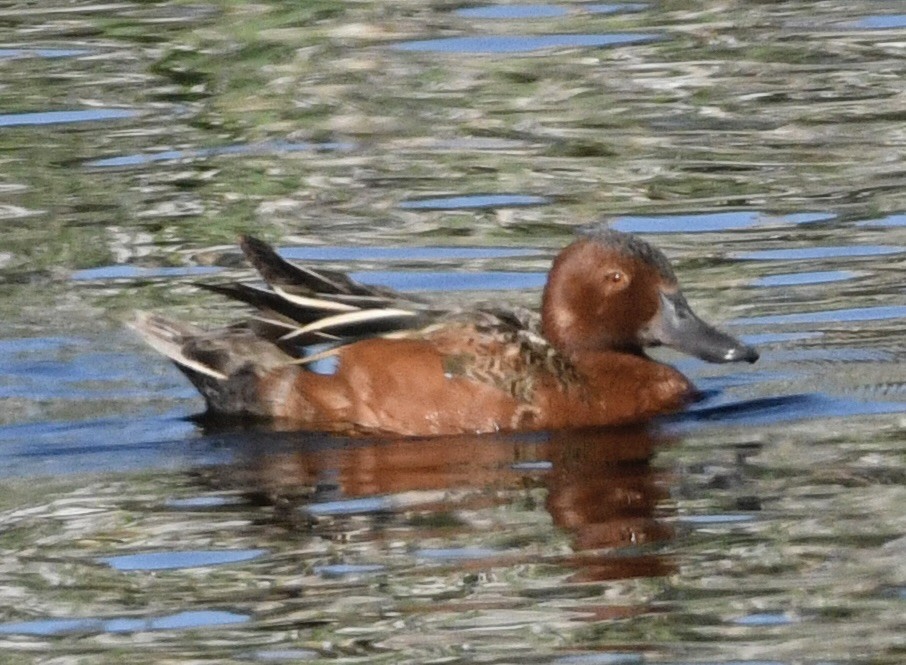 Cinnamon Teal - ML637948443