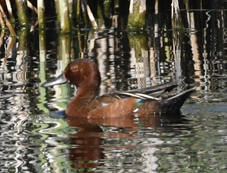 Cinnamon Teal - ML637948444