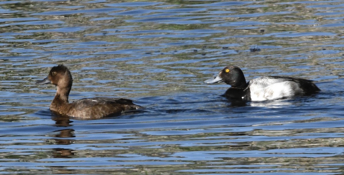 Lesser Scaup - ML637948492