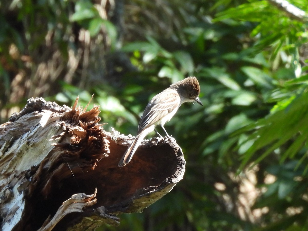 Stolid Flycatcher - ML637948508