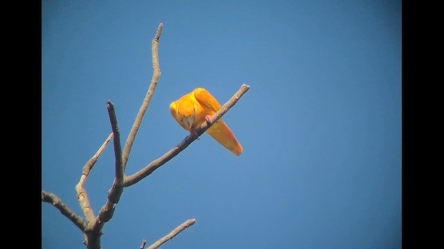 Golden Parakeet - ML637948520