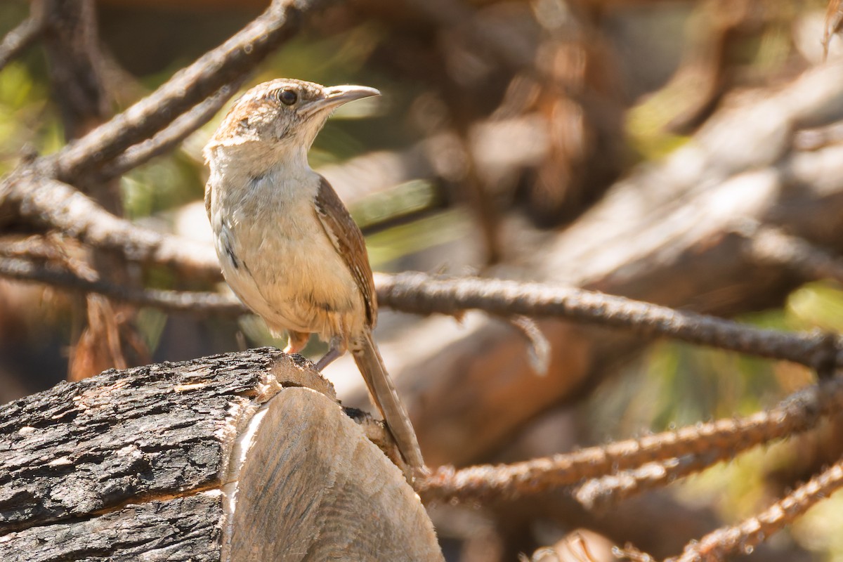 Carolina Wren - ML637948547
