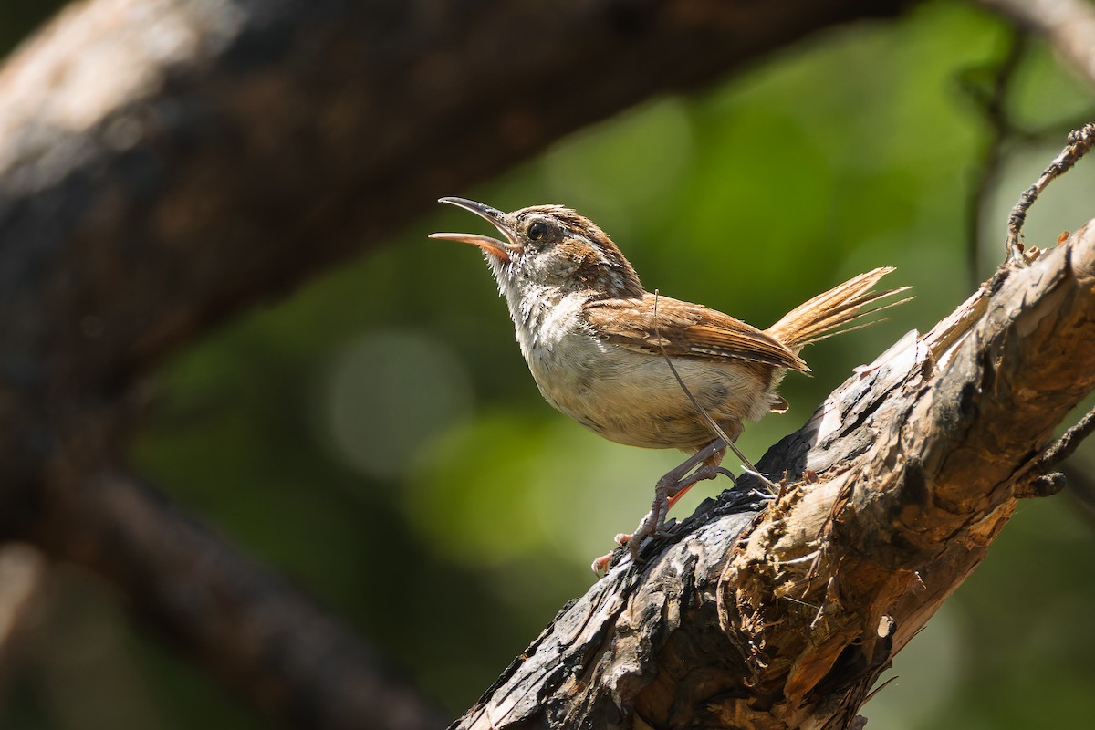 Carolina Wren - ML637948563