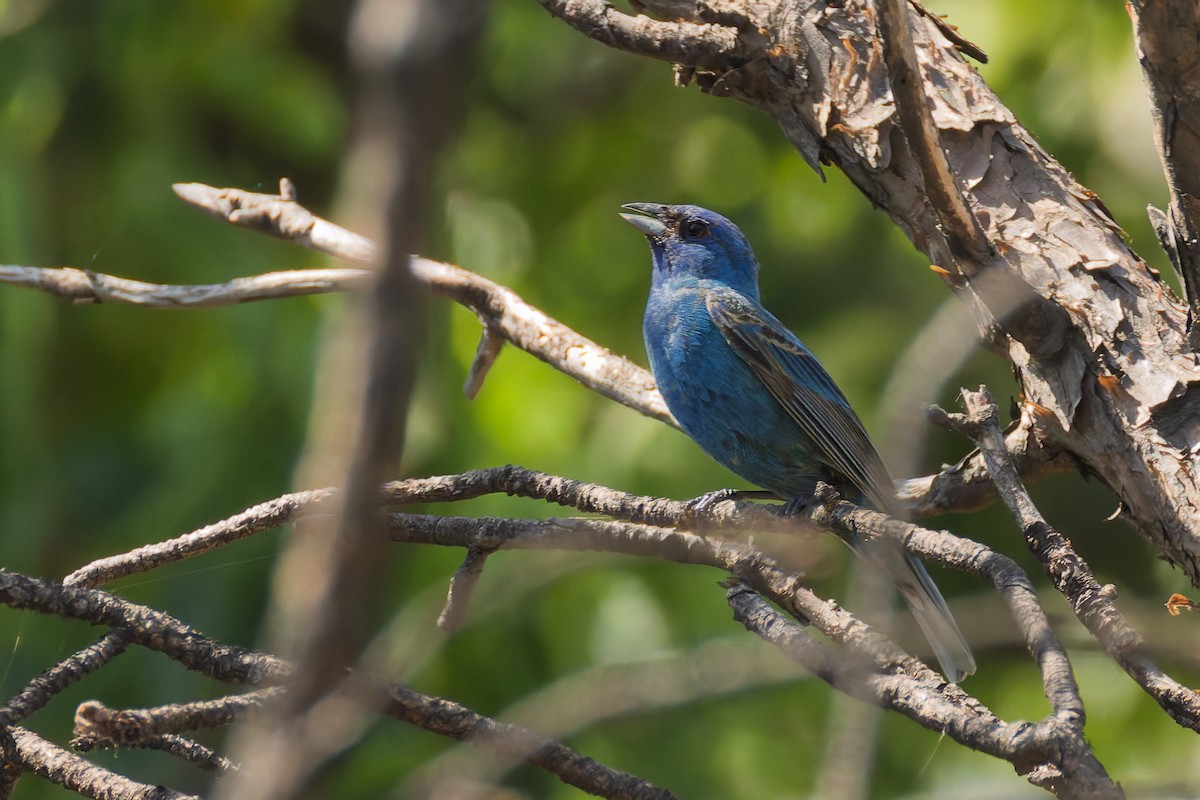 Indigo Bunting - ML637948581