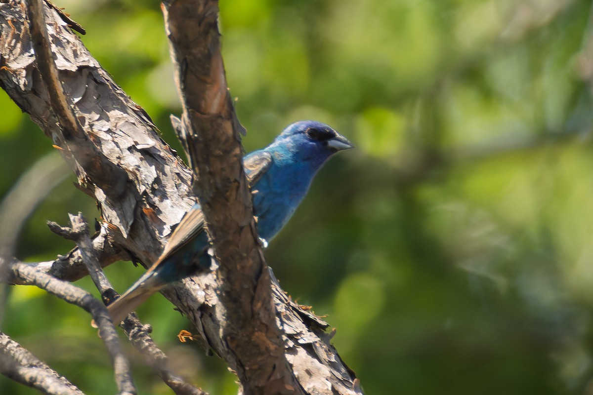 Indigo Bunting - ML637948582