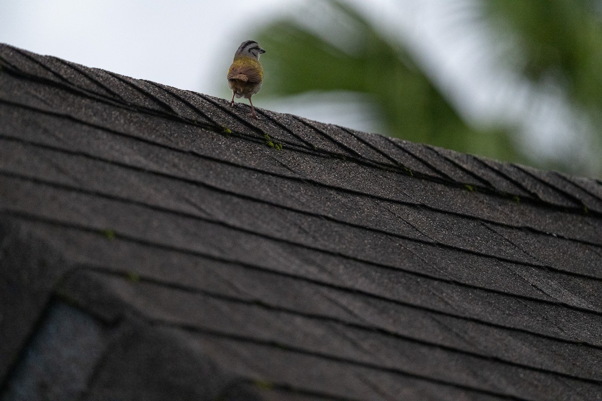 Black-striped Sparrow - ML637948587